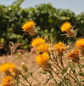 El Jardin de la Anafría